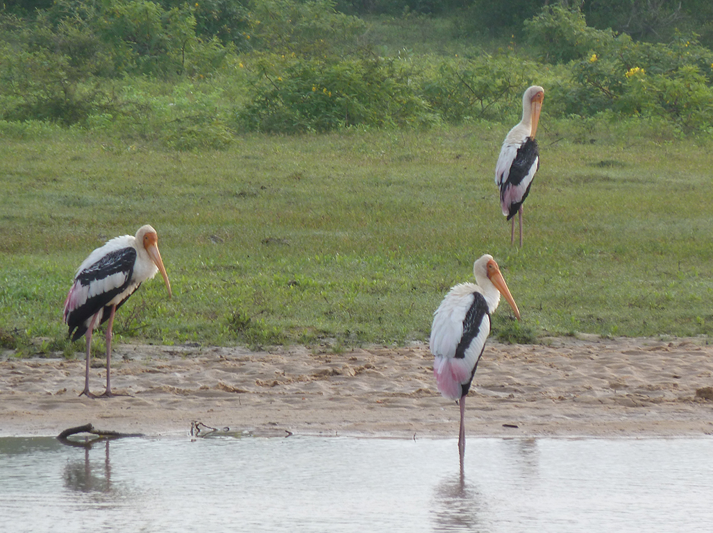 anuradhapura